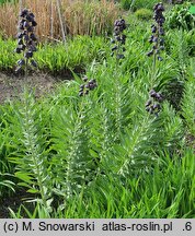 Fritillaria persica (szachownica perska)