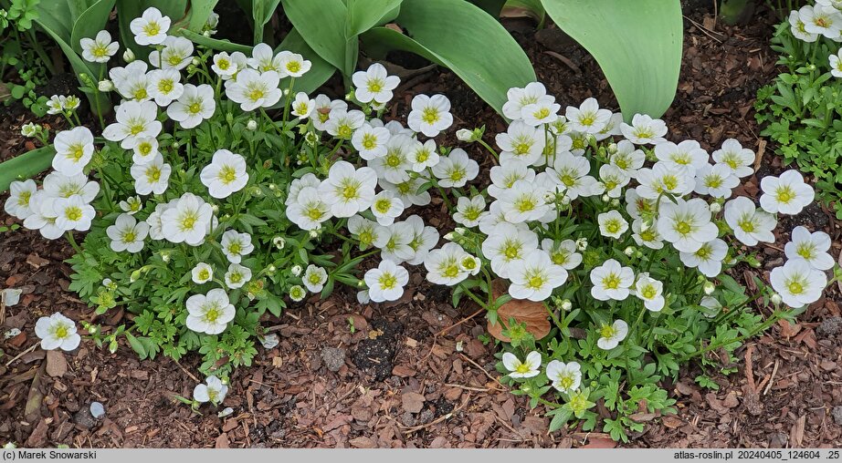 Saxifraga ×arendsii Alpino White