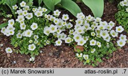 Saxifraga ×arendsii Alpino White