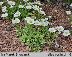 Saxifraga ×arendsii Alpino White