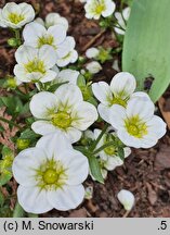 Saxifraga ×arendsii Alpino White
