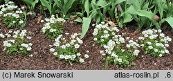Saxifraga ×arendsii Alpino White