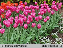 Tulipa Jumbo Pink