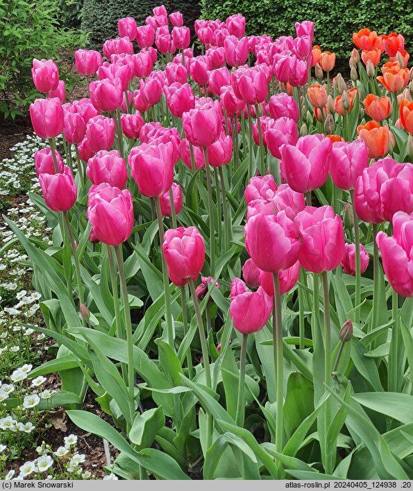 Tulipa Jumbo Pink