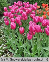 Tulipa Jumbo Pink