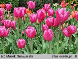 Tulipa Jumbo Pink