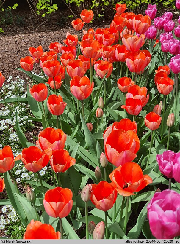Tulipa Apricot