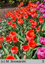 Tulipa Apricot