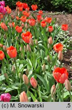 Tulipa Apricot