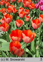Tulipa Apricot