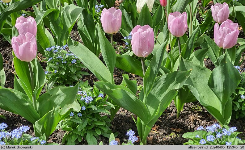 Tulipa Candy Prince