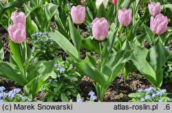 Tulipa Candy Prince