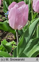 Tulipa Candy Prince