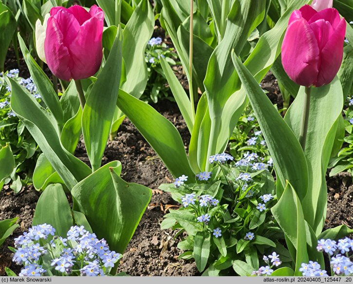 Tulipa Purple Prince