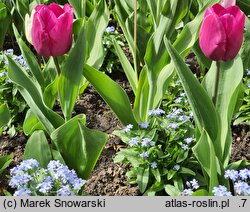 Tulipa Purple Prince