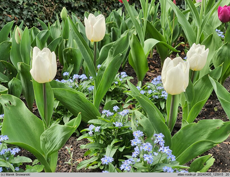 Tulipa White Prince