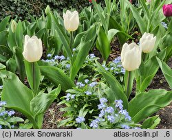 Tulipa White Prince