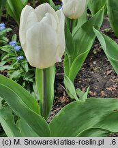 Tulipa White Prince