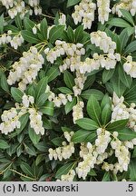 Pieris japonica Fuga