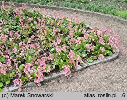 Bergenia ciliata (bergenia orzęsiona)