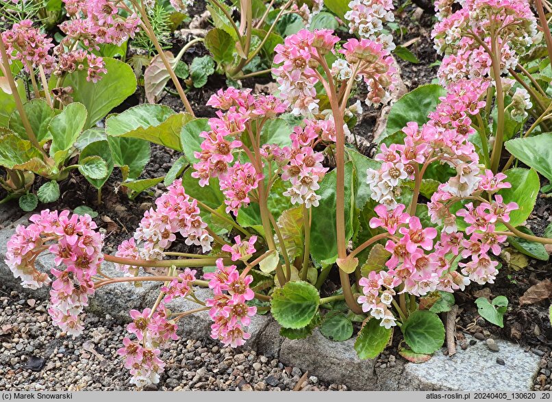 Bergenia ciliata (bergenia orzęsiona)