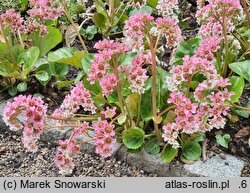 Bergenia ciliata (bergenia orzęsiona)