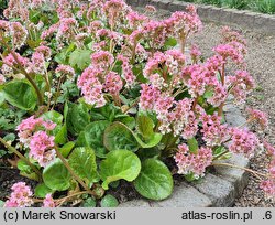 Bergenia ciliata (bergenia orzęsiona)