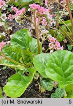 Bergenia ciliata (bergenia orzęsiona)
