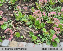 Bergenia ciliata (bergenia orzęsiona)
