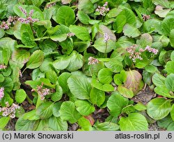 Bergenia cordifolia (bergenia sercowata)