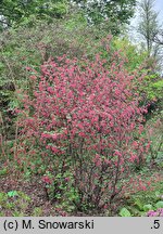 Ribes sanguineum (porzeczka krwista)