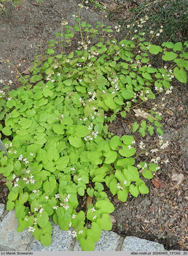 Epimedium pubigerum (epimedium jedwabiste)