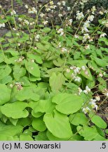 Epimedium pubigerum (epimedium jedwabiste)