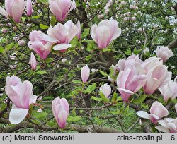 Magnolia ×soulangiana Alexandrina