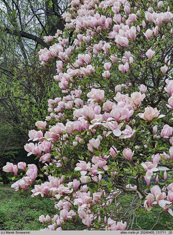 Magnolia ×soulangiana Alexandrina