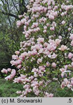 Magnolia ×soulangiana Alexandrina