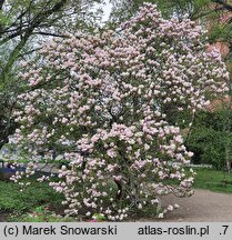 Magnolia ×soulangiana Alexandrina