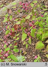 Epimedium ×rubrum (epimedium czerwone)