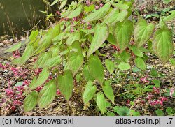 Epimedium ×rubrum (epimedium czerwone)