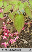 Epimedium ×rubrum (epimedium czerwone)