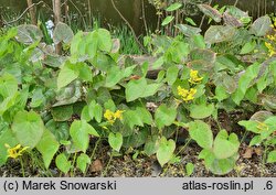 Epimedium pinnatum ssp. colchicum (epimedium pierzaste kolchidzkie)
