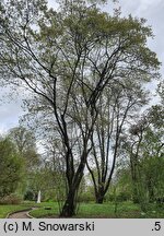 Amelanchier ×lamarckii (świdośliwka Lamarcka)