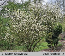 Citrus trifoliata (pomarańcza trójlistkowa)