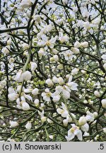 Citrus trifoliata (pomarańcza trójlistkowa)