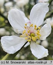 Citrus trifoliata (pomarańcza trójlistkowa)
