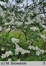 Exochorda racemosa ssp. racemosa (obiela wielkokwiatowa)