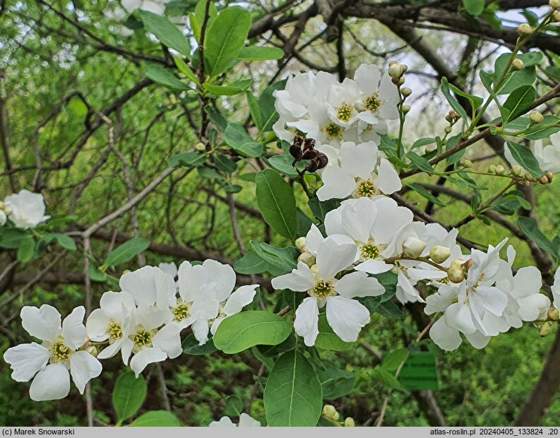 Exochorda racemosa ssp. racemosa (obiela wielkokwiatowa)