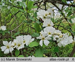 Exochorda racemosa ssp. racemosa (obiela wielkokwiatowa)