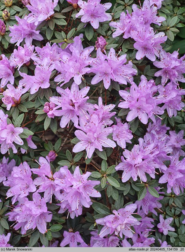 Rhododendron impeditum (różanecznik gęsty)