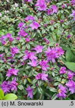 Rhododendron russatum (różanecznik czerwieniejący)